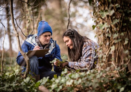 Two students doing research in ivy